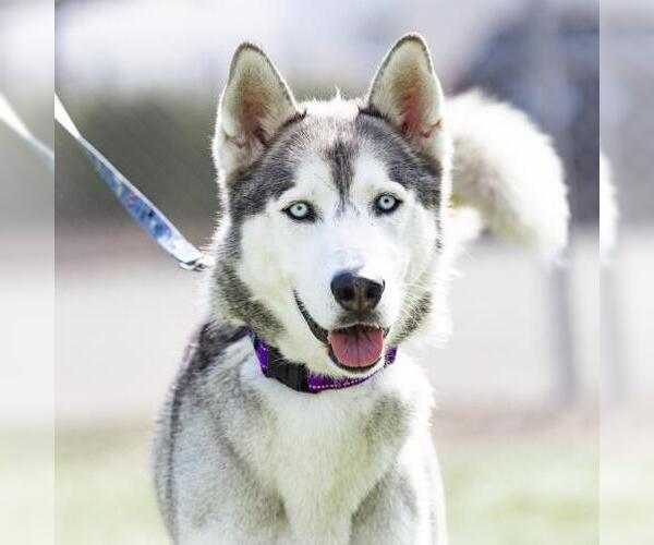 Medium Photo #2 Siberian Husky Puppy For Sale in Camarillo, CA, USA