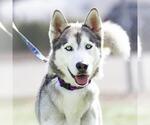 Small #1 Siberian Husky
