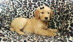 Small Photo #5 Golden Retriever Puppy For Sale in LANCASTER, PA, USA