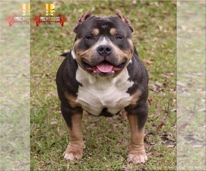 Father of the American Bully puppies born on 11/17/2019