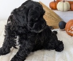 Small #7 ShihPoo