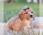 Small #6 Maltipoo (Toy)