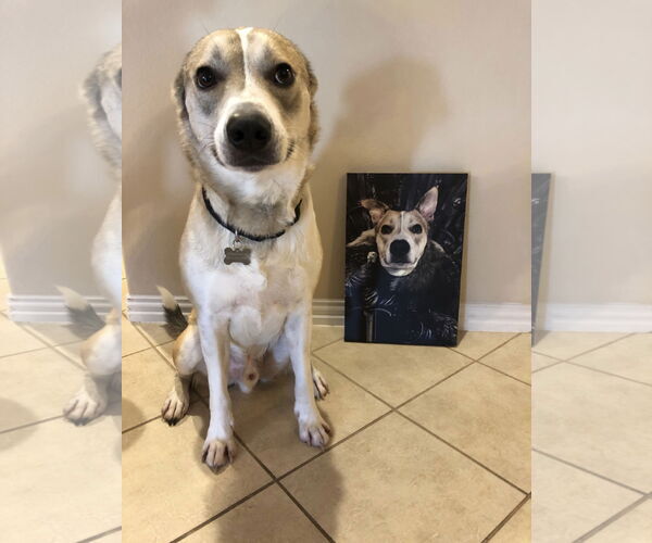 Medium Photo #1 Mutt Puppy For Sale in Euless, TX, USA