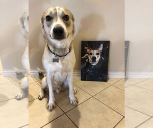 Mutt Dogs for adoption in Euless, TX, USA