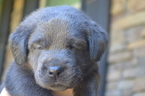 Small Photo #1 Labrador Retriever Puppy For Sale in WAKE FOREST, NC, USA