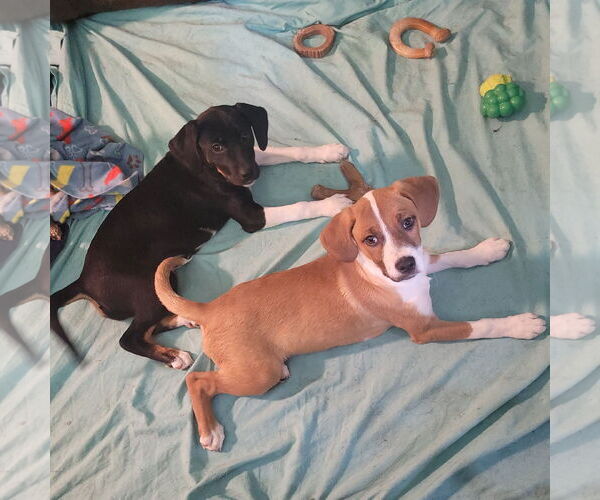 Medium Photo #6 Mutt Puppy For Sale in FAIRLAWN, OH, USA