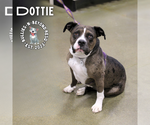Small #10 American Pit Bull Terrier-Bulldog Mix