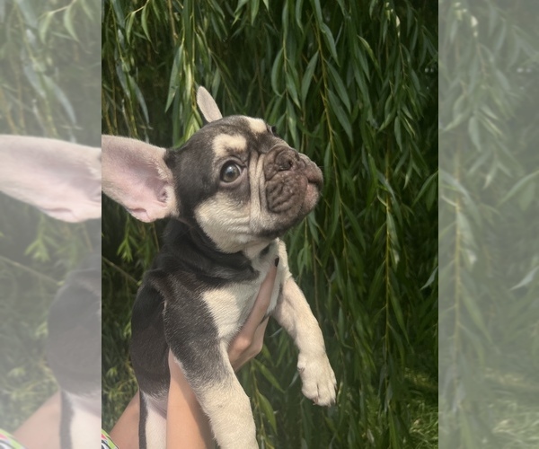 Medium Photo #8 French Bulldog Puppy For Sale in HUDSONVILLE, MI, USA