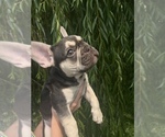 Small Photo #8 French Bulldog Puppy For Sale in HUDSONVILLE, MI, USA