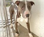 COWPOKE - Male Mutt Dog for Adoption - Small photo