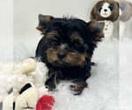 cute puppy - Female Yorkshire Terrier Puppy for Sale - Photo #6