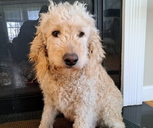 Mother of the Goldendoodle puppies born on 06/13/2025