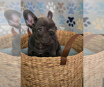 Small Photo #17 French Bulldog Puppy For Sale in SPRING, TX, USA