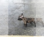 Small Photo #9 American Bully Puppy For Sale in FLOSSMOOR, IL, USA