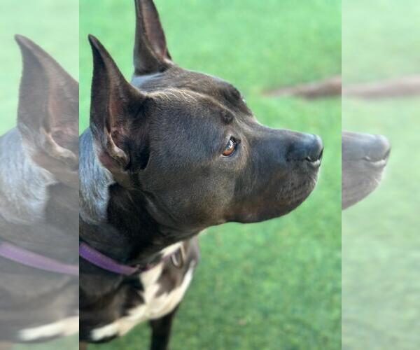 Medium Photo #5 American Pit Bull Terrier Puppy For Sale in Pompano Beach , FL, USA