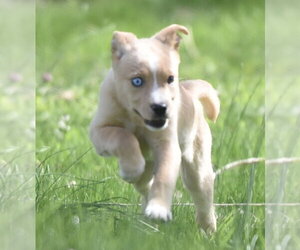 Aussiedor Dogs for adoption in Mechanicsburg, PA, USA