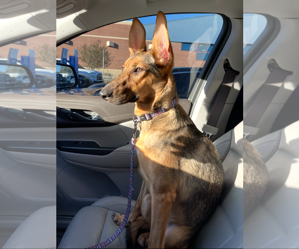 Medium Photo #3 German Shepherd Dog-Unknown Mix Puppy For Sale in Tampa, FL, USA