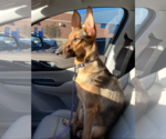 Small #2 German Shepherd Dog Mix