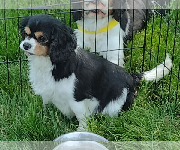 Medium Photo #1 Cavalier King Charles Spaniel Puppy For Sale in Sioux Falls, SD, USA
