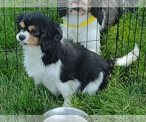 Cavalier King Charles Spaniel Dogs for adoption in Sioux Falls, SD, USA