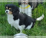 Small Cavalier King Charles Spaniel
