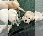 Small Photo #2 Golden Retriever Puppy For Sale in BIG CABIN, OK, USA