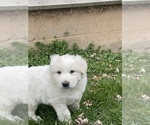 Small #4 Great Pyrenees