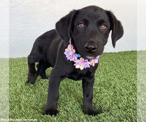 Amber - Female Dachshund-Unknown Mix Dog for Adoption - Photo #4