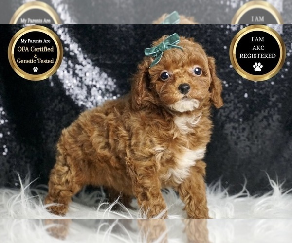 Medium Photo #113 Poodle (Miniature) Puppy For Sale in WARSAW, IN, USA