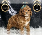 Small Photo #113 Poodle (Miniature) Puppy For Sale in WARSAW, IN, USA