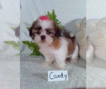 Small #2 Shih Tzu