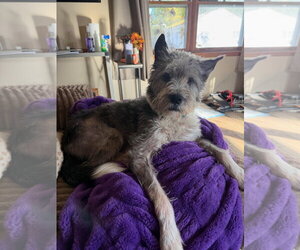 Mutt Dogs for adoption in Batavia, NY, USA
