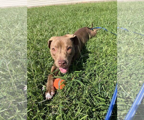 Medium Photo #1 American Pit Bull Terrier-Labrador Retriever Mix Puppy For Sale in Oakhurst, NJ, USA