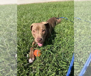 American Pit Bull Terrier-Labrador Retriever Mix Dogs for adoption in Oakhurst, NJ, USA