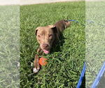 Small American Pit Bull Terrier-Labrador Retriever Mix