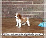 Small #4 Cavalier King Charles Spaniel