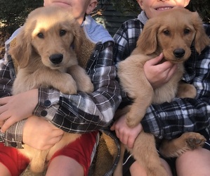 Golden Retriever Puppy for sale in GOSHEN, IN, USA