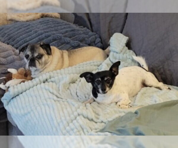 Medium Photo #5 Chihuahua-Unknown Mix Puppy For Sale in Crystal, MN, USA