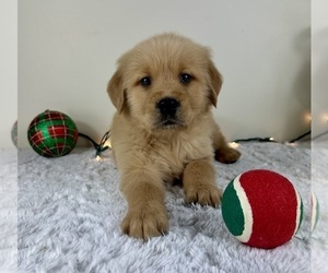 Golden Retriever Puppy for sale in GREENFIELD, IN, USA