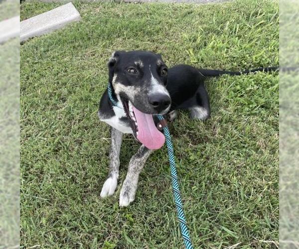 Medium Photo #2 American Pit Bull Terrier-Unknown Mix Puppy For Sale in Corpus Christi, TX, USA