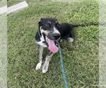 Small #1 American Pit Bull Terrier Mix
