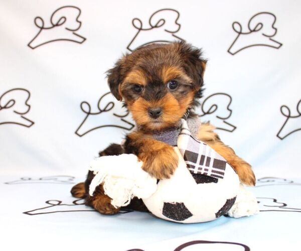 Medium Photo #28 Yorkshire Terrier Puppy For Sale in LAS VEGAS, NV, USA