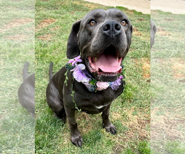 Medium Photo #11 Mutt Puppy For Sale in Redlands, CA, USA