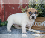 Small Photo #12 Jack Russell Terrier Puppy For Sale in ETNA GREEN, IN, USA