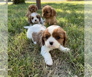 Cavalier King Charles Spaniel Puppy for sale in COLORADO SPRINGS, CO, USA