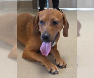 LITTLE ANDY - Male Labrador Retriever-Unknown Mix Dog for Adoption - Photo #2