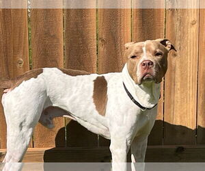 American Pit Bull Terrier-Unknown Mix Dogs for adoption in Dallas, TX, USA