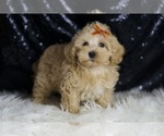 Small Photo #31 Maltipoo (Miniature) Puppy For Sale in WARSAW, IN, USA
