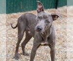 Small #2 Weimaraner Mix