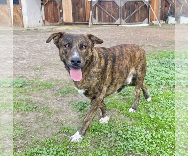 Medium Photo #3 German Shepherd Dog-Unknown Mix Puppy For Sale in Paso Robles, CA, USA